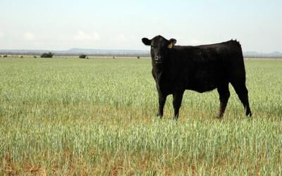 SS Stocker on Winter Wheat